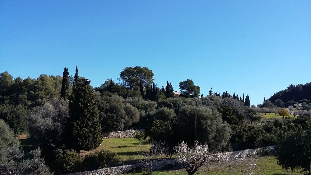 Finca Son Ametler Hotel Moscari Bagian luar foto